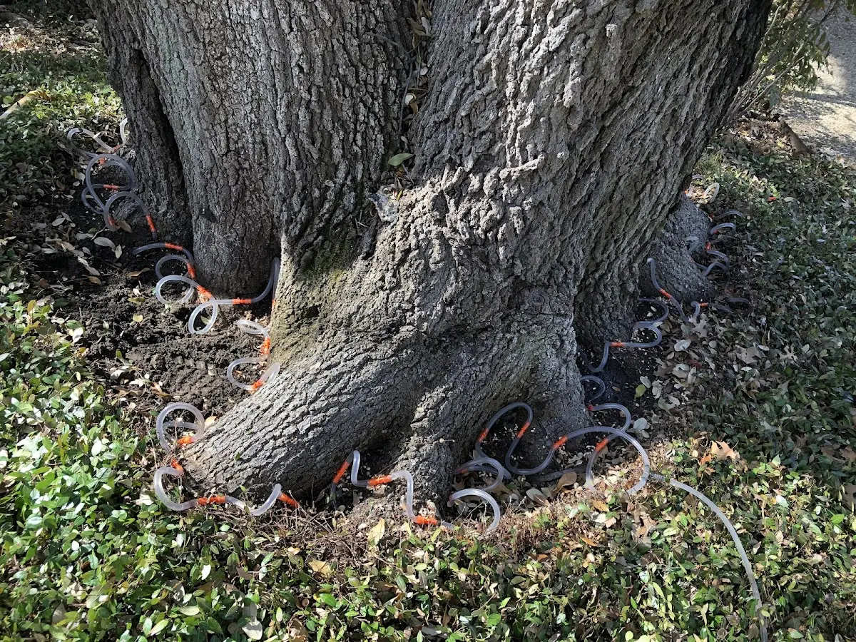 Detailed Shrub and Hedge Trimming job site in Wanette